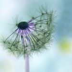 Jedes Ende - Pusteblume